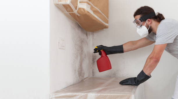 Basement Mold Remediation treatment on basement walls in Elberon